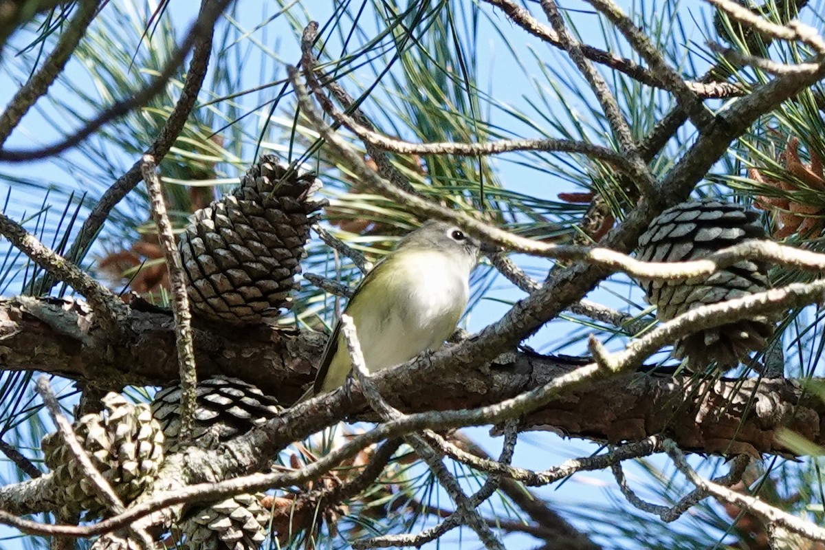 Blue-headed Vireo - Matthew Auchter