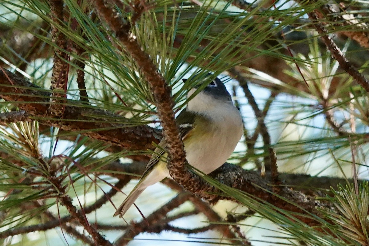 Blue-headed Vireo - Matthew Auchter