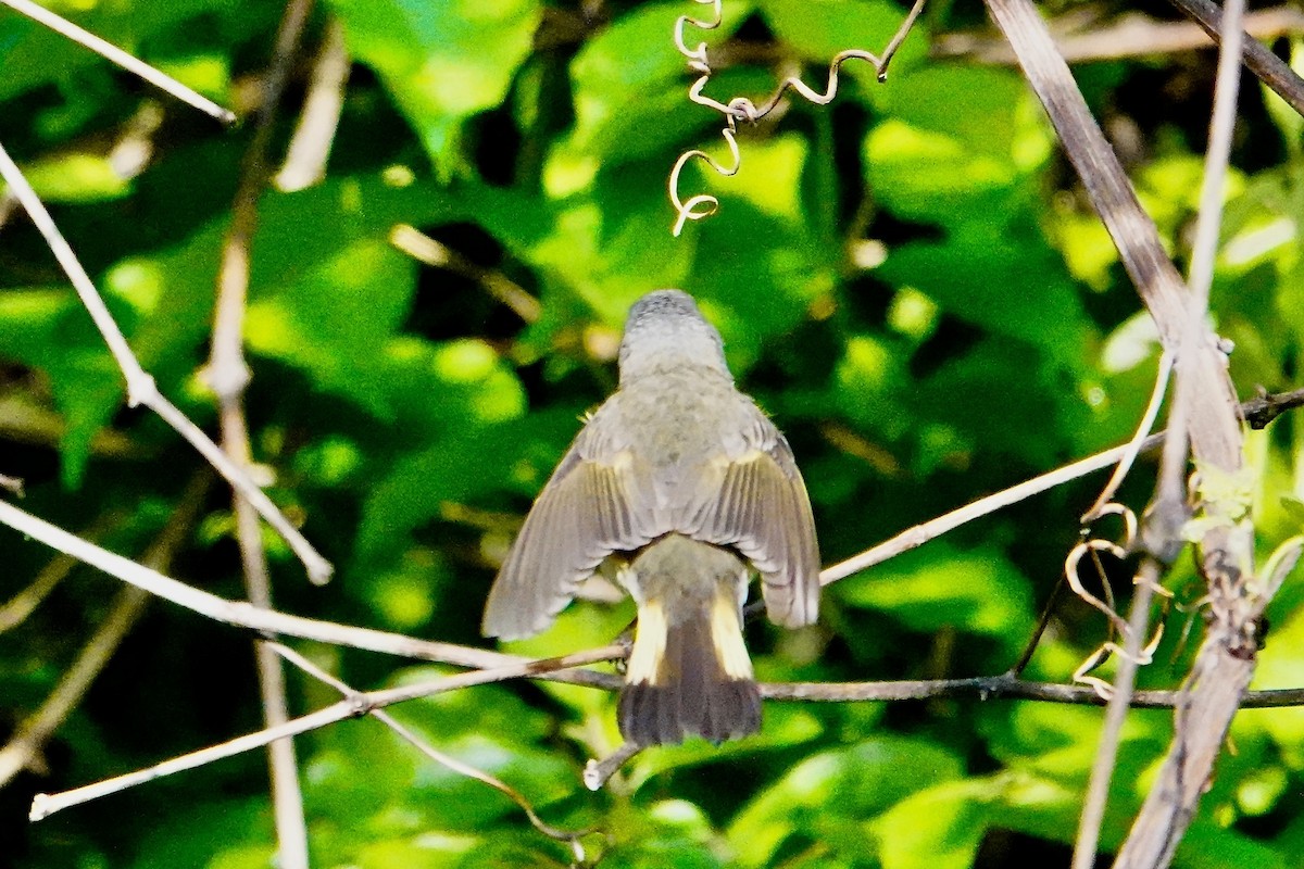 American Redstart - Charlie Roberto