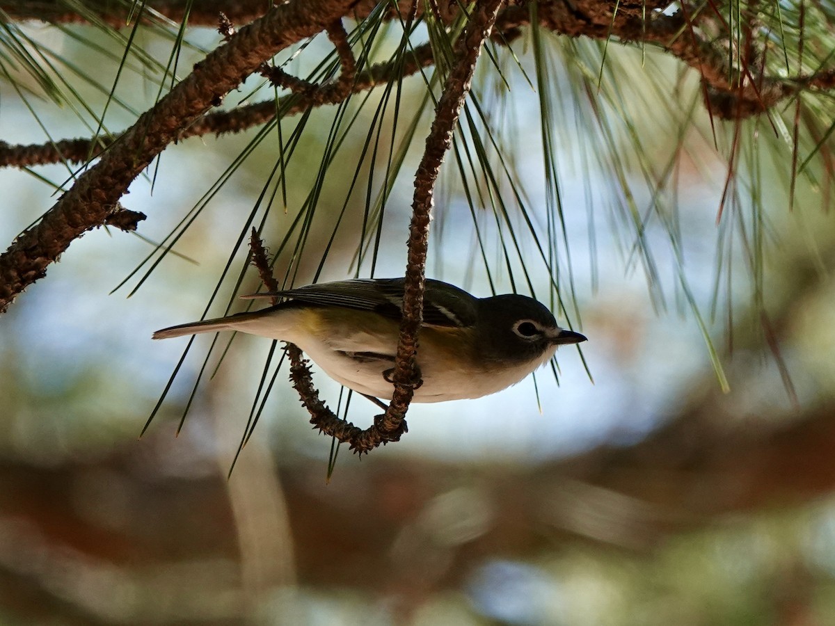 Blue-headed Vireo - Matthew Auchter