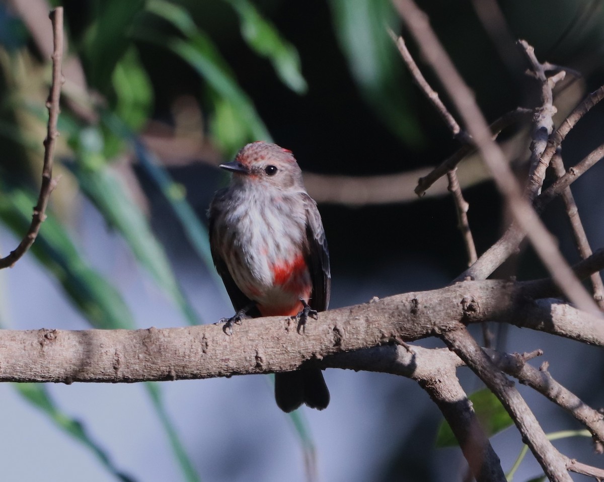 Vermilion Flycatcher - Suzana Arakaki