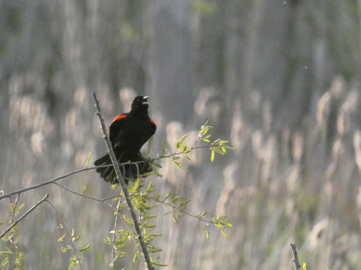 Red-winged Blackbird - Carlo Lindner