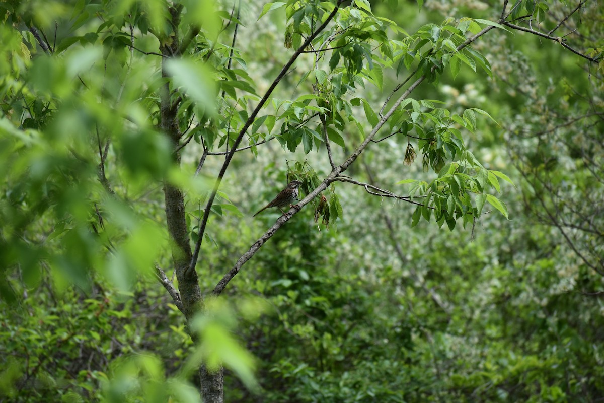 Song Sparrow - ML618857768