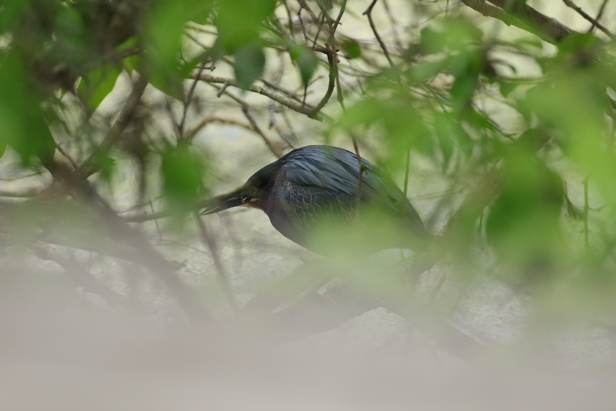 Green Heron - Joshua Gant