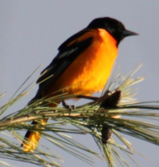 Baltimore Oriole - Samuel Harris