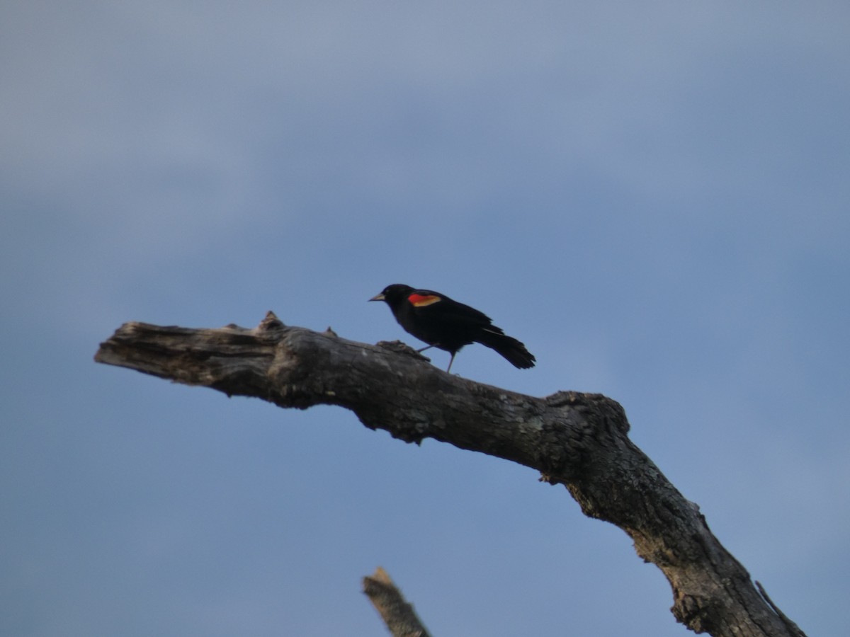 Red-winged Blackbird - Carlo Lindner