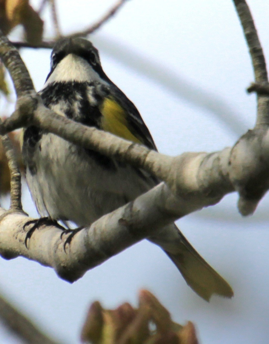 Yellow-rumped Warbler (Myrtle) - Samuel Harris