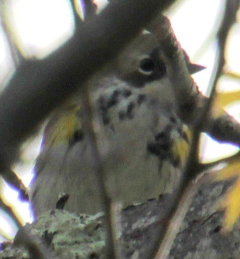 Yellow-rumped Warbler (Myrtle) - Samuel Harris