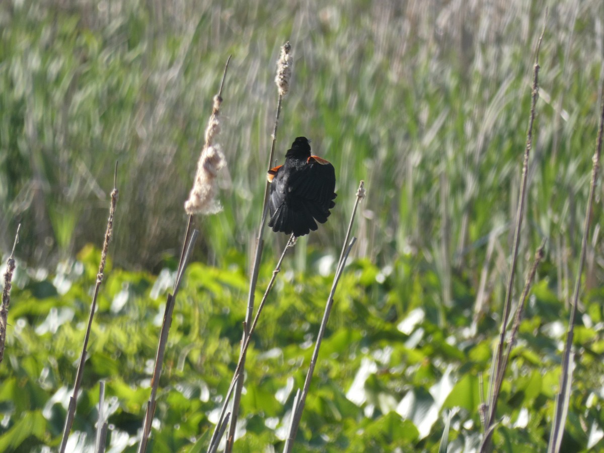 Red-winged Blackbird - Carlo Lindner