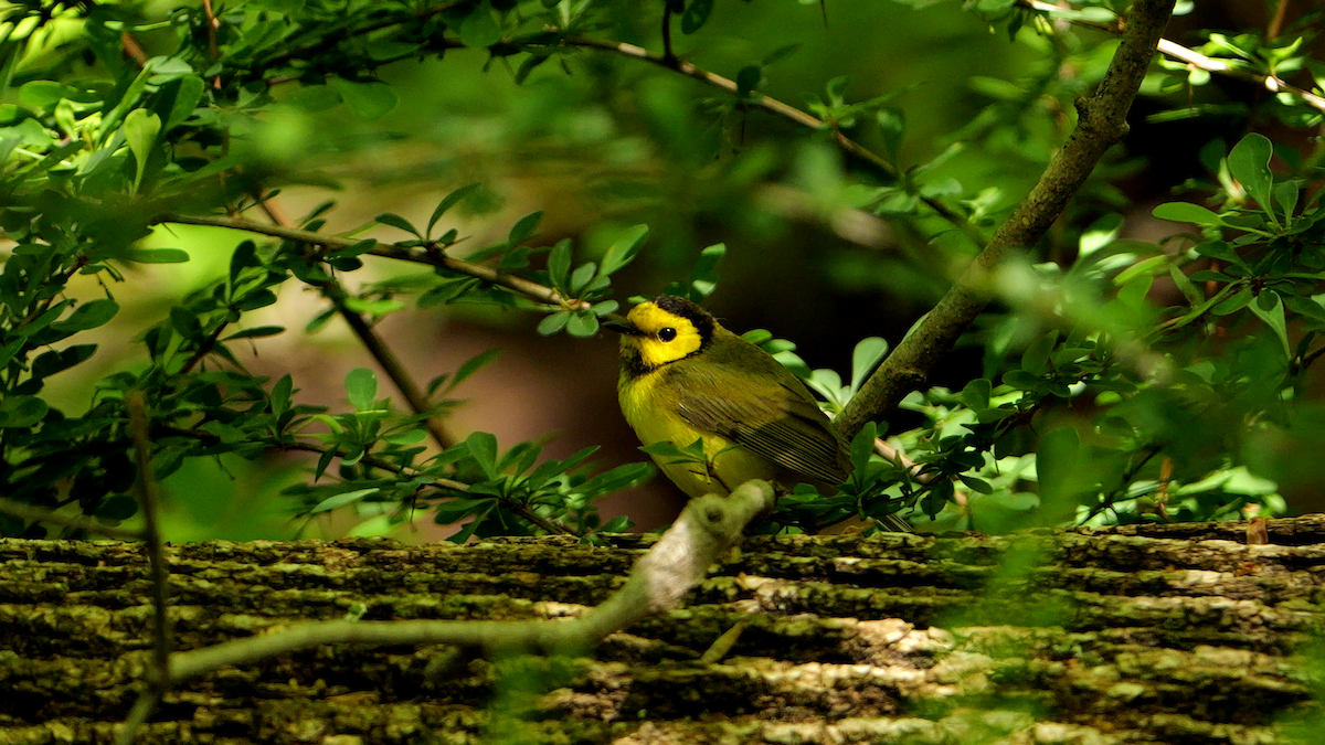 Hooded Warbler - Chris Chappell