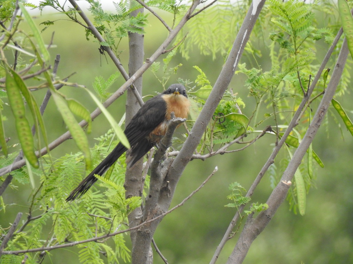 Mangrove Cuckoo - ML618857822