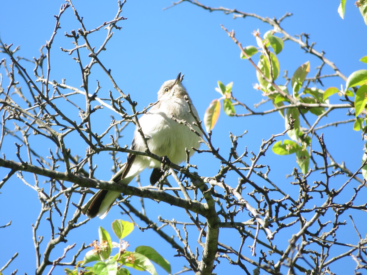 Northern Mockingbird - Daniel W