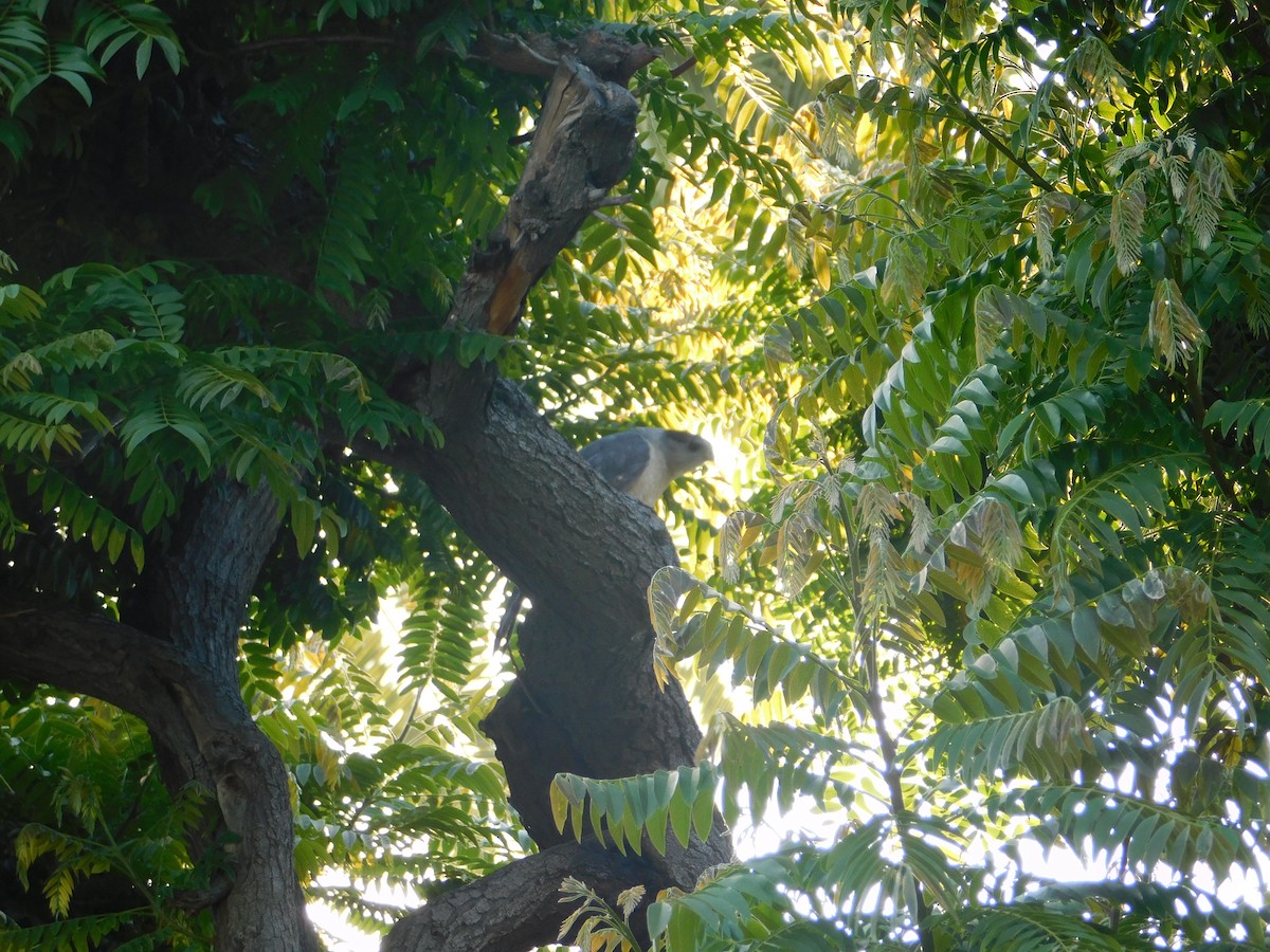 Halcón Peregrino - ML618857835