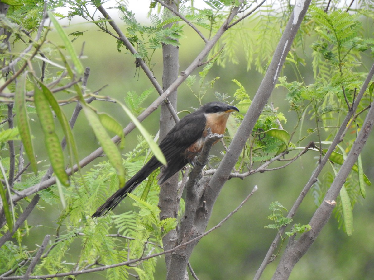 Mangrove Cuckoo - ML618857843