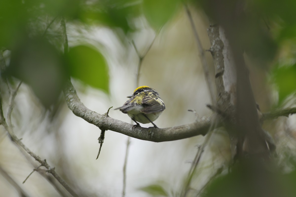 Chestnut-sided Warbler - Joshua Gant