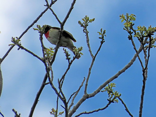 Rose-breasted Grosbeak - Nancy Anderson