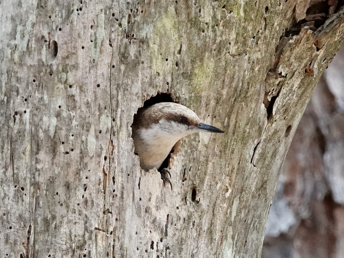 Brown-headed Nuthatch - Matthew Auchter