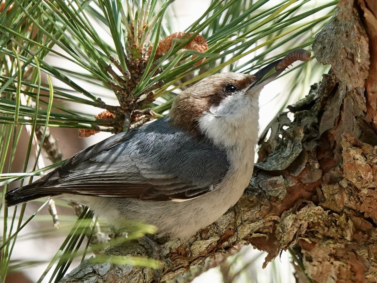 Brown-headed Nuthatch - Matthew Auchter