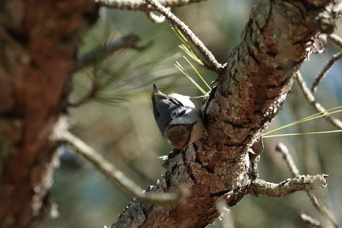 Brown-headed Nuthatch - Matthew Auchter