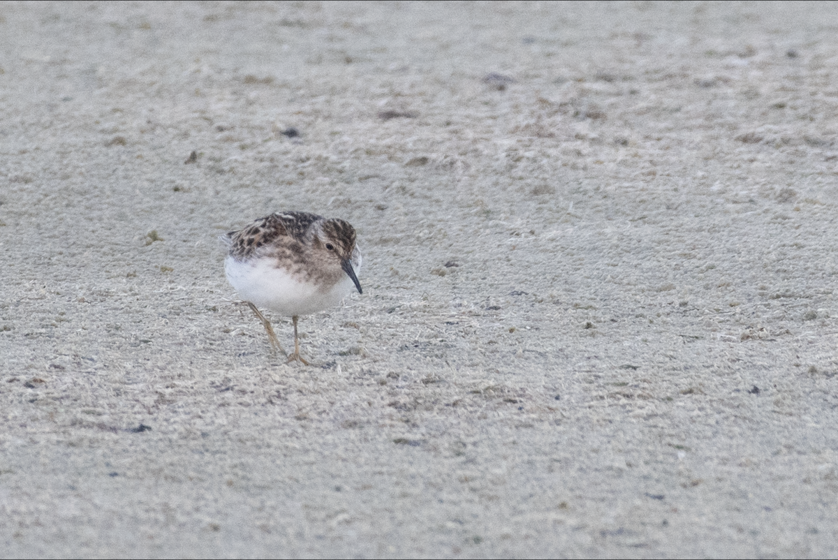 Least Sandpiper - ML618857891