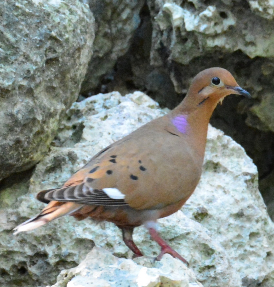 Zenaida Dove - Wency Rosales