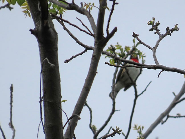 Rose-breasted Grosbeak - Nancy Anderson