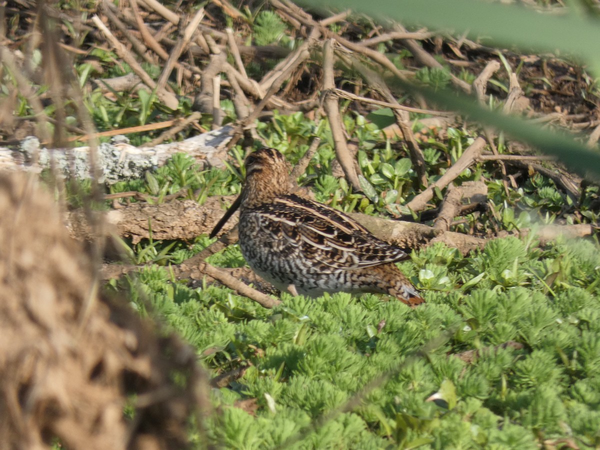 Wilson's Snipe - Carlo Lindner