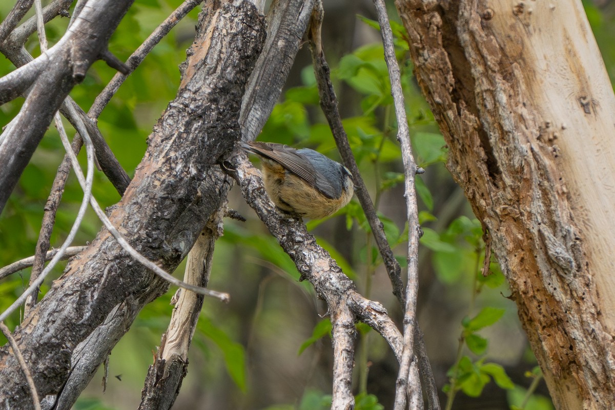 Red-breasted Nuthatch - Robert Raker