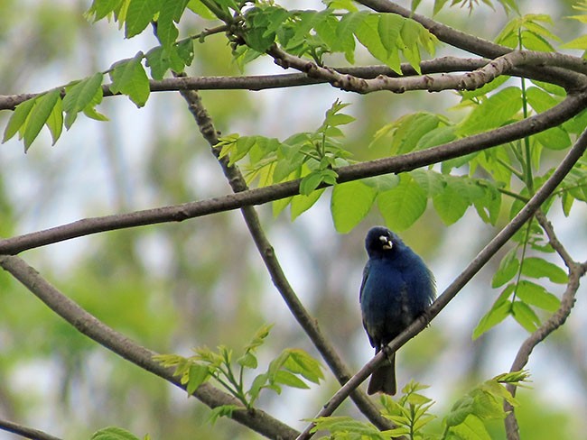 Indigo Bunting - Nancy Anderson