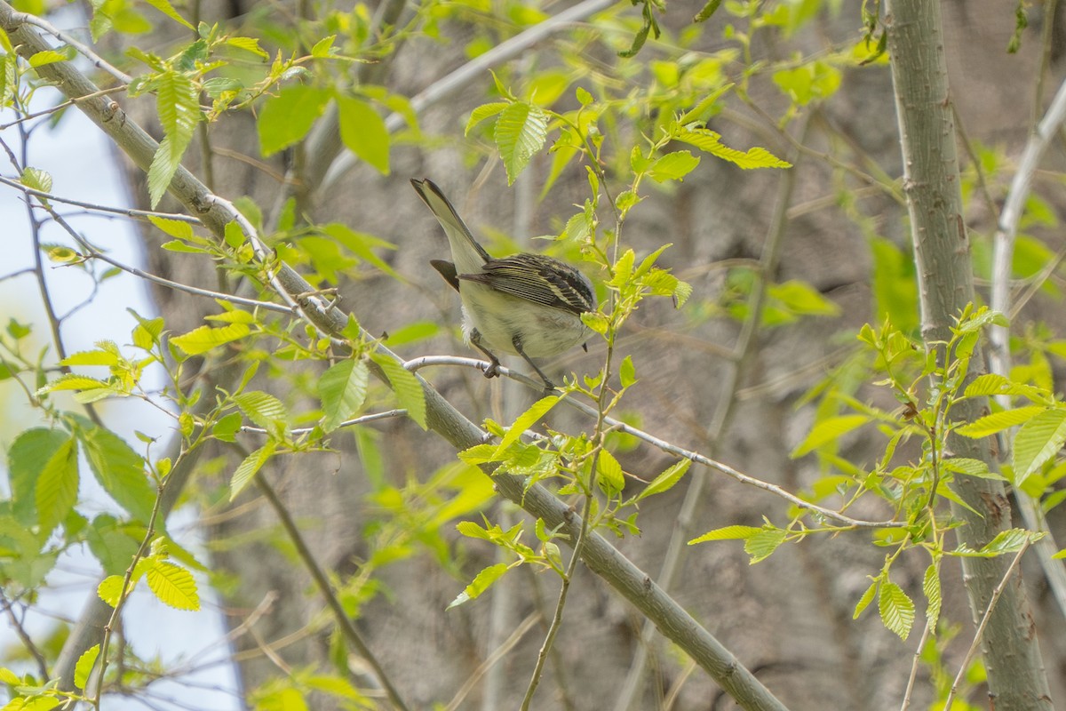 Chestnut-sided Warbler - Robert Raker