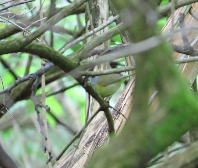 Nashville Warbler - Nancy Anderson