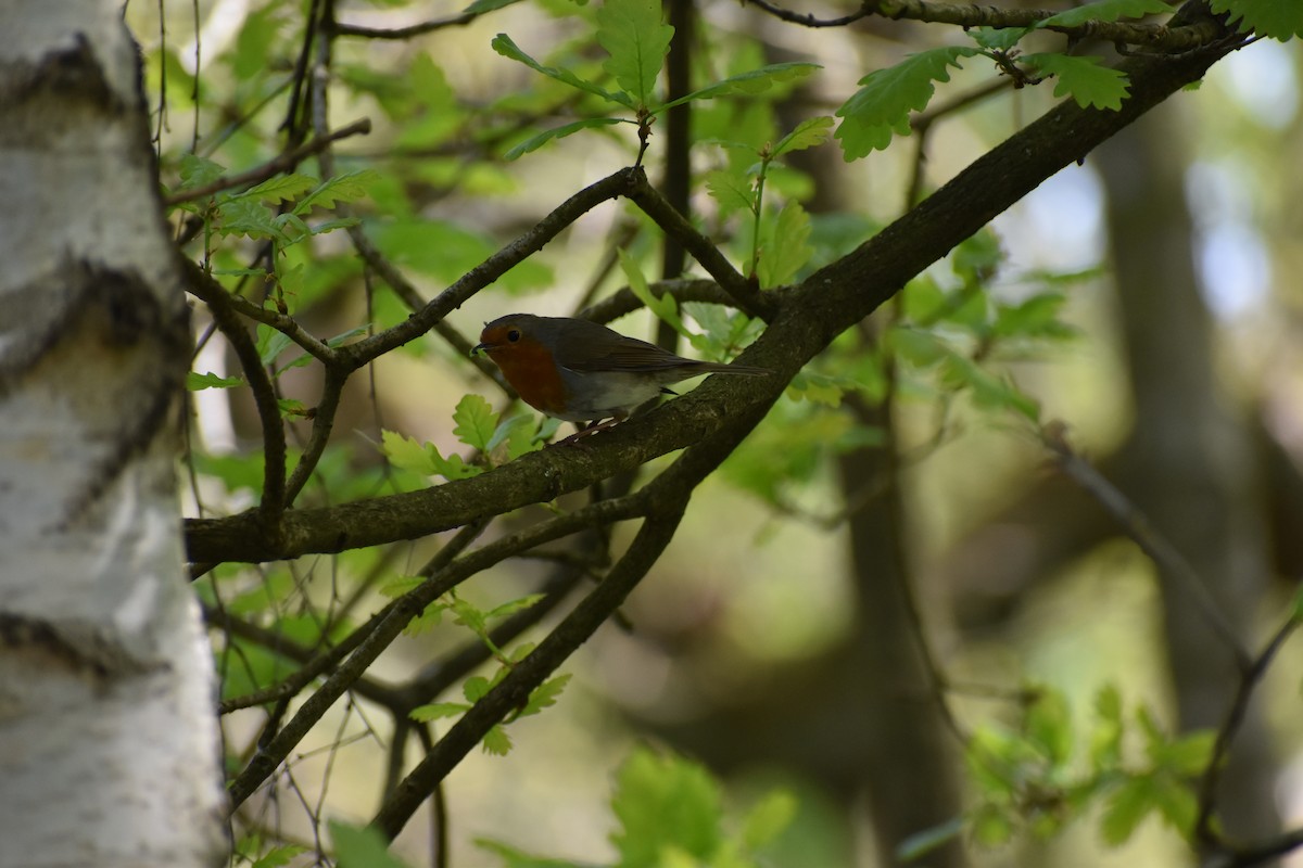 European Robin - Gaspar Horvath