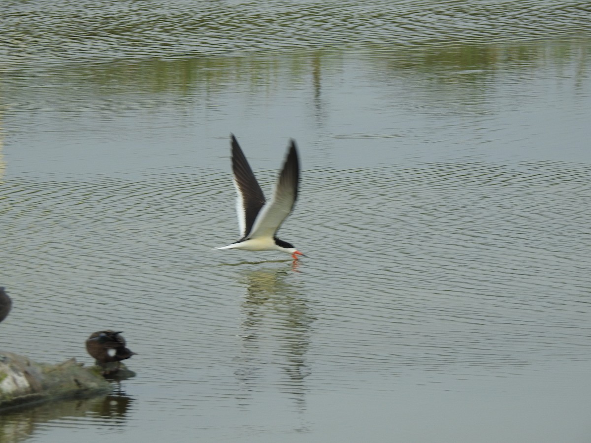 Black Skimmer - David Rios