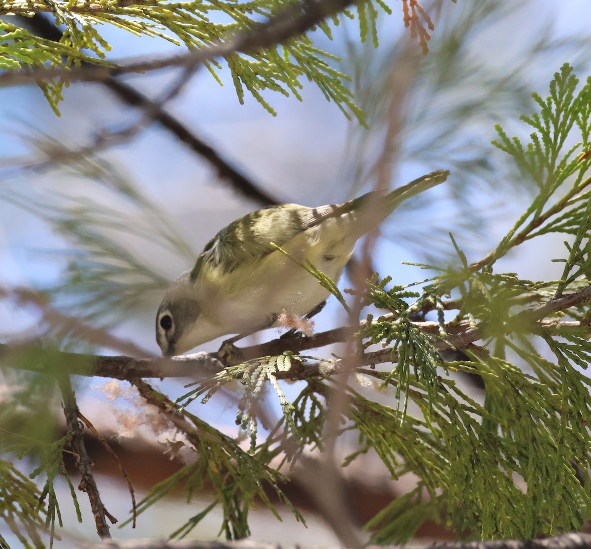 Cassin's Vireo - Nina Jones