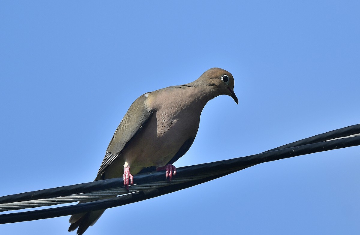 Mourning Dove - JoAnna Clayton