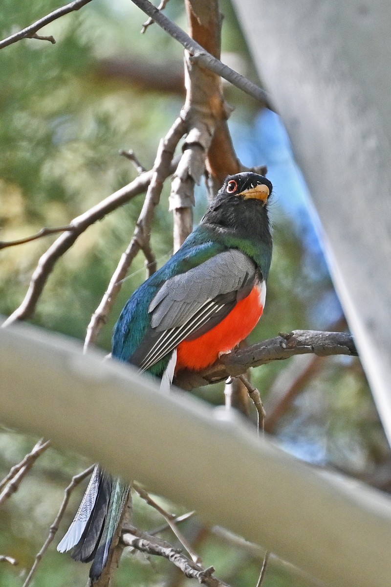 Elegant Trogon - Faye Spencer