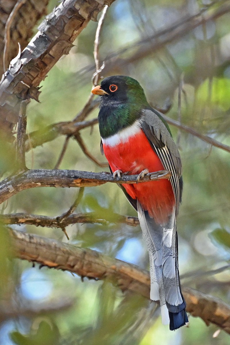 Elegant Trogon - Faye Spencer