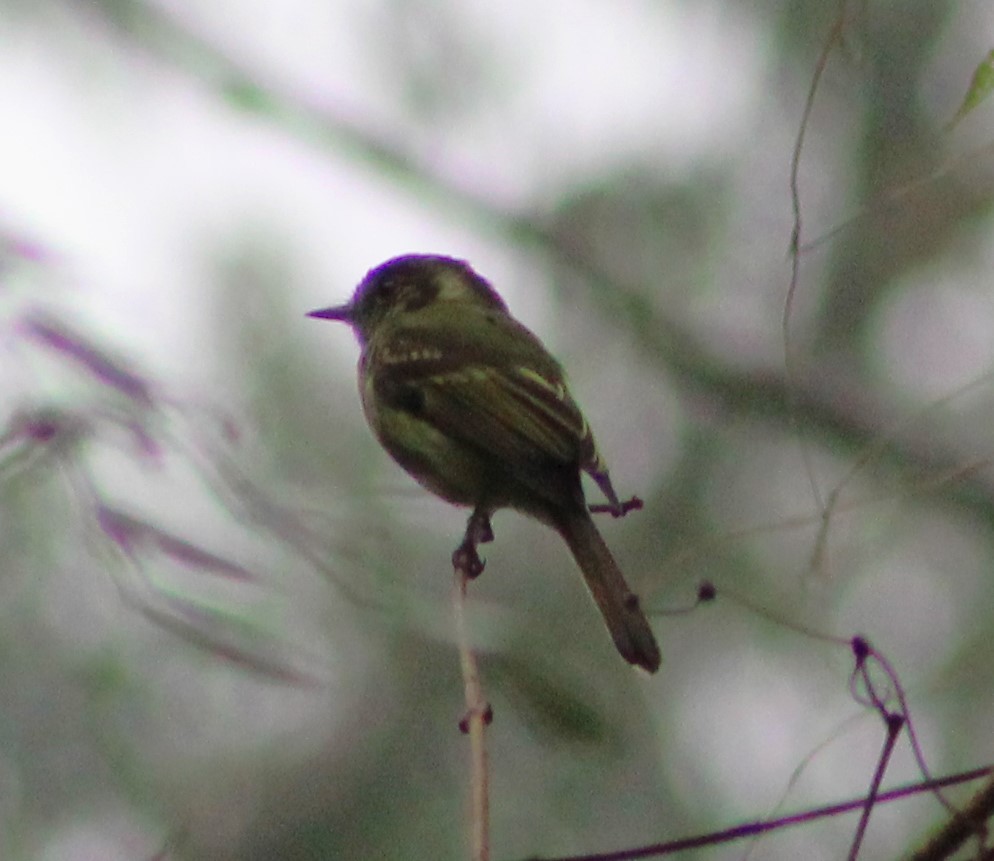 Sepia-capped Flycatcher - Pedro Behne