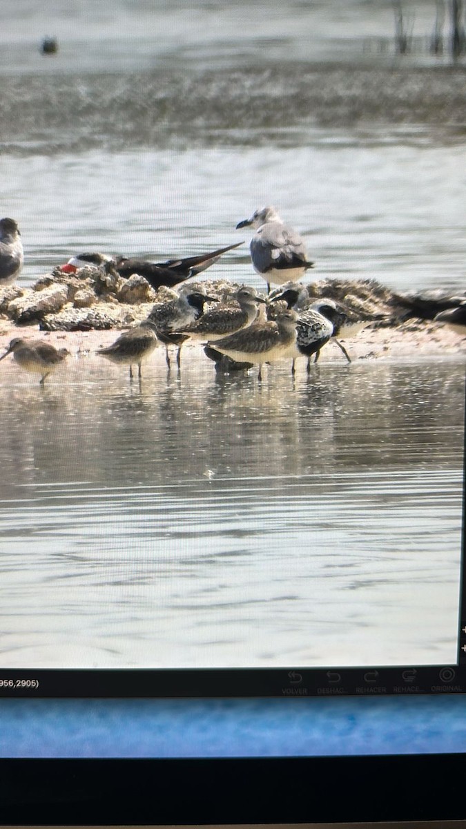 Black-bellied Plover - Jose Antonio R Pasos Perez