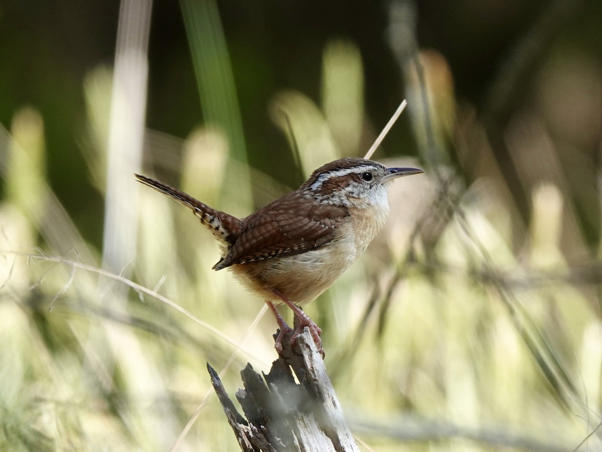 Carolina Wren - Matthew Auchter