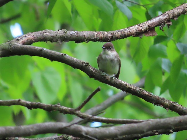 Eastern Phoebe - Nancy Anderson