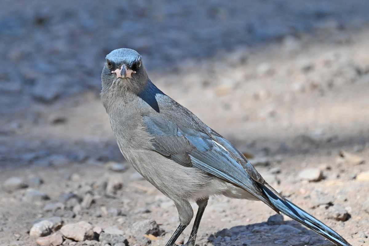 Mexican Jay - Faye Spencer