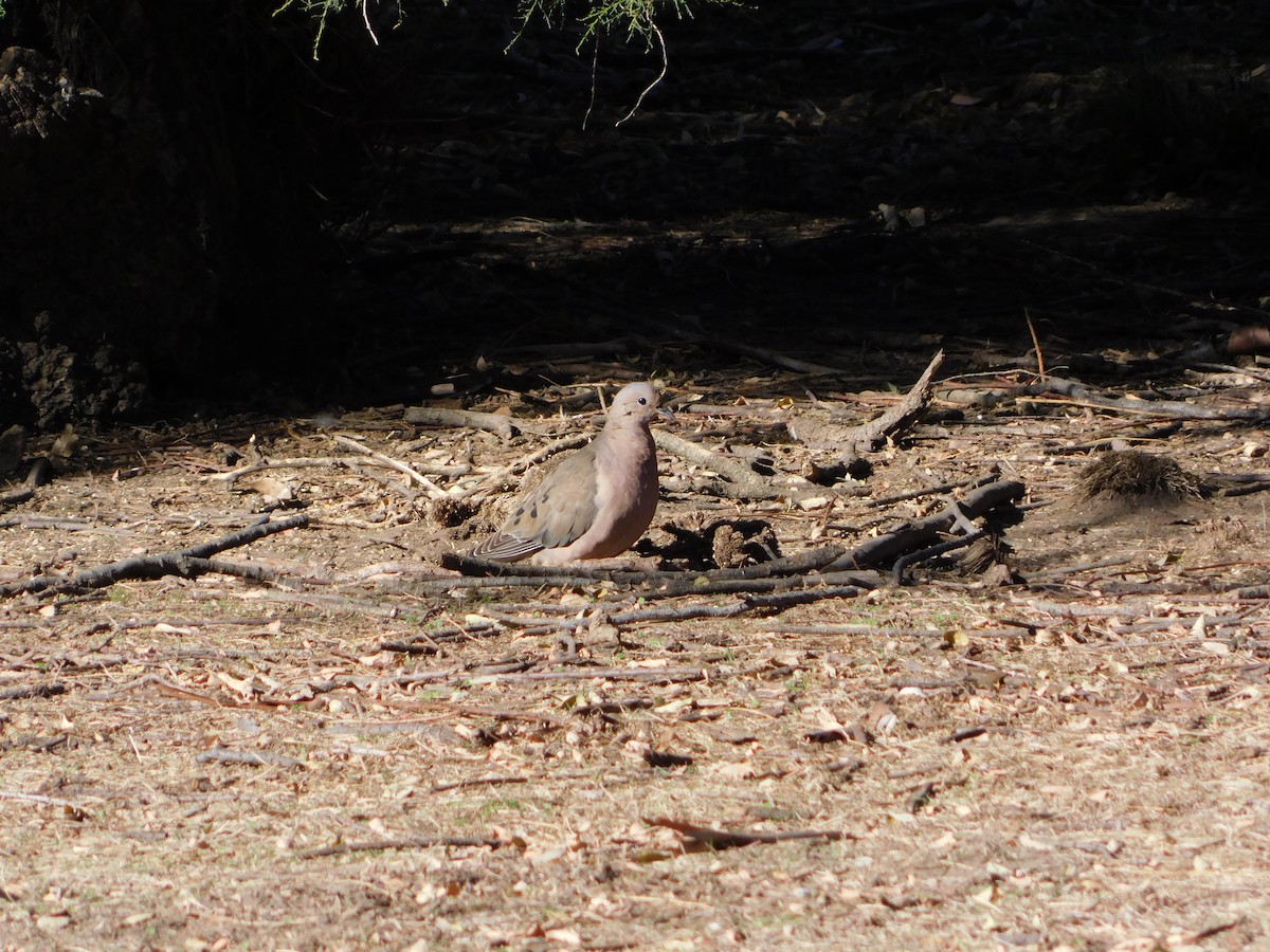 Eared Dove - ML618858027