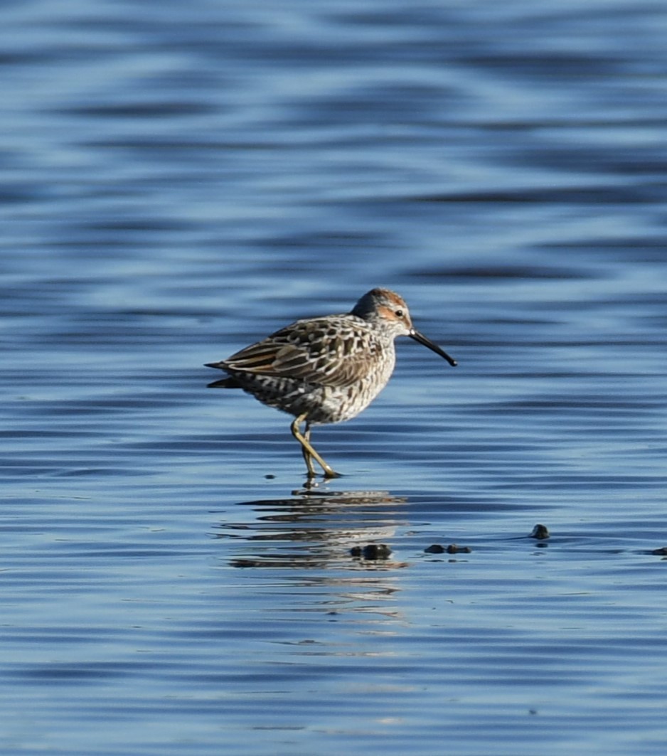 Stilt Sandpiper - ML618858029