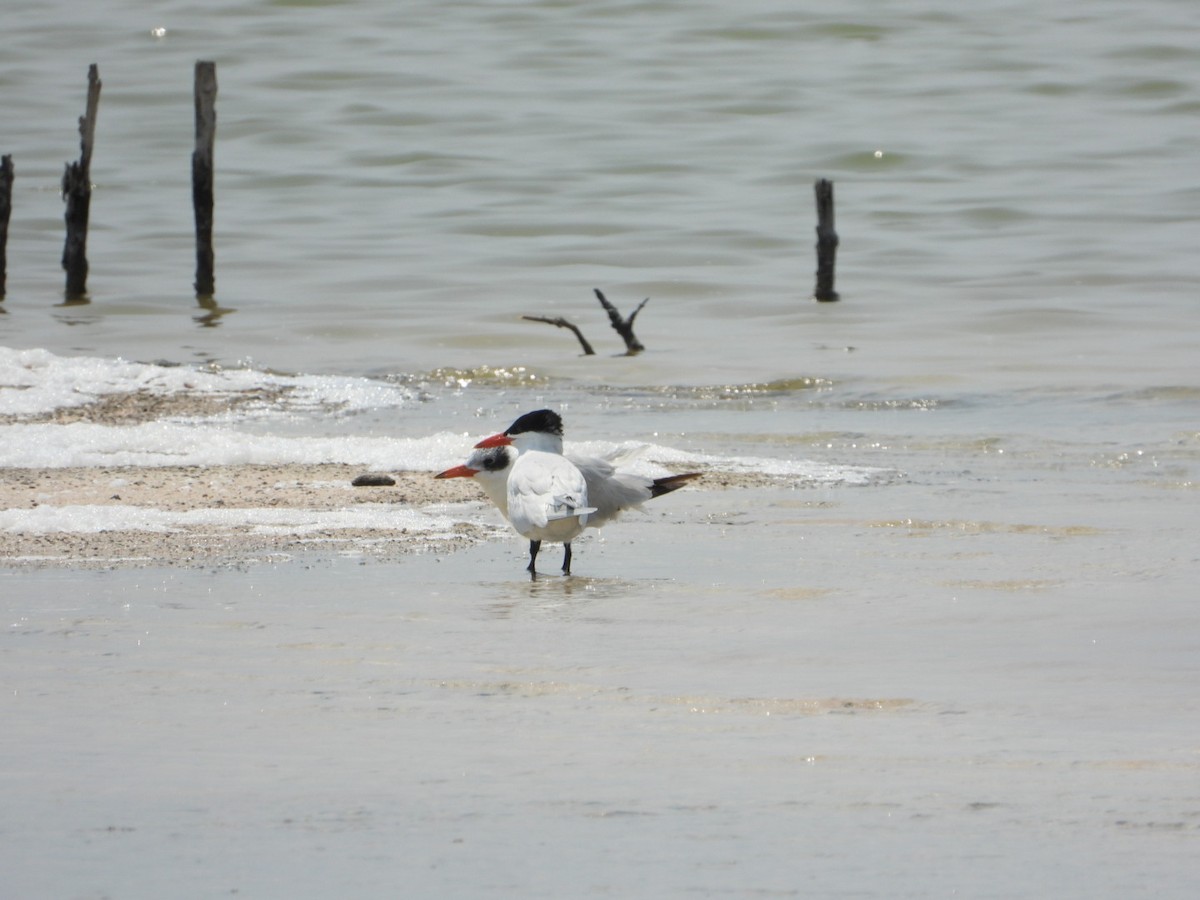 Caspian Tern - Jose Antonio R Pasos Perez