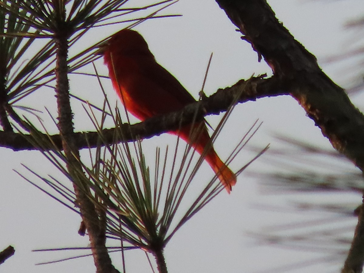 Summer Tanager - Amanda Douglas