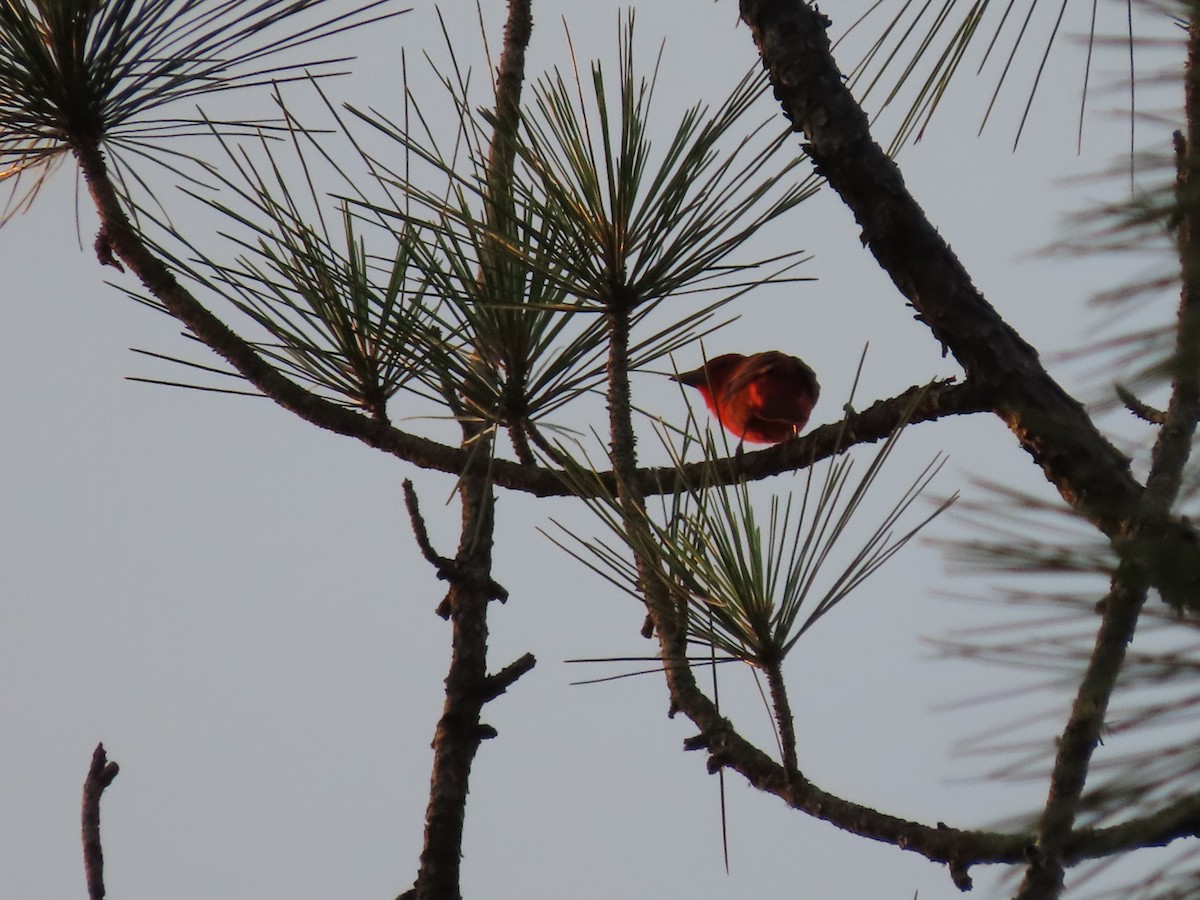 Summer Tanager - Amanda Douglas