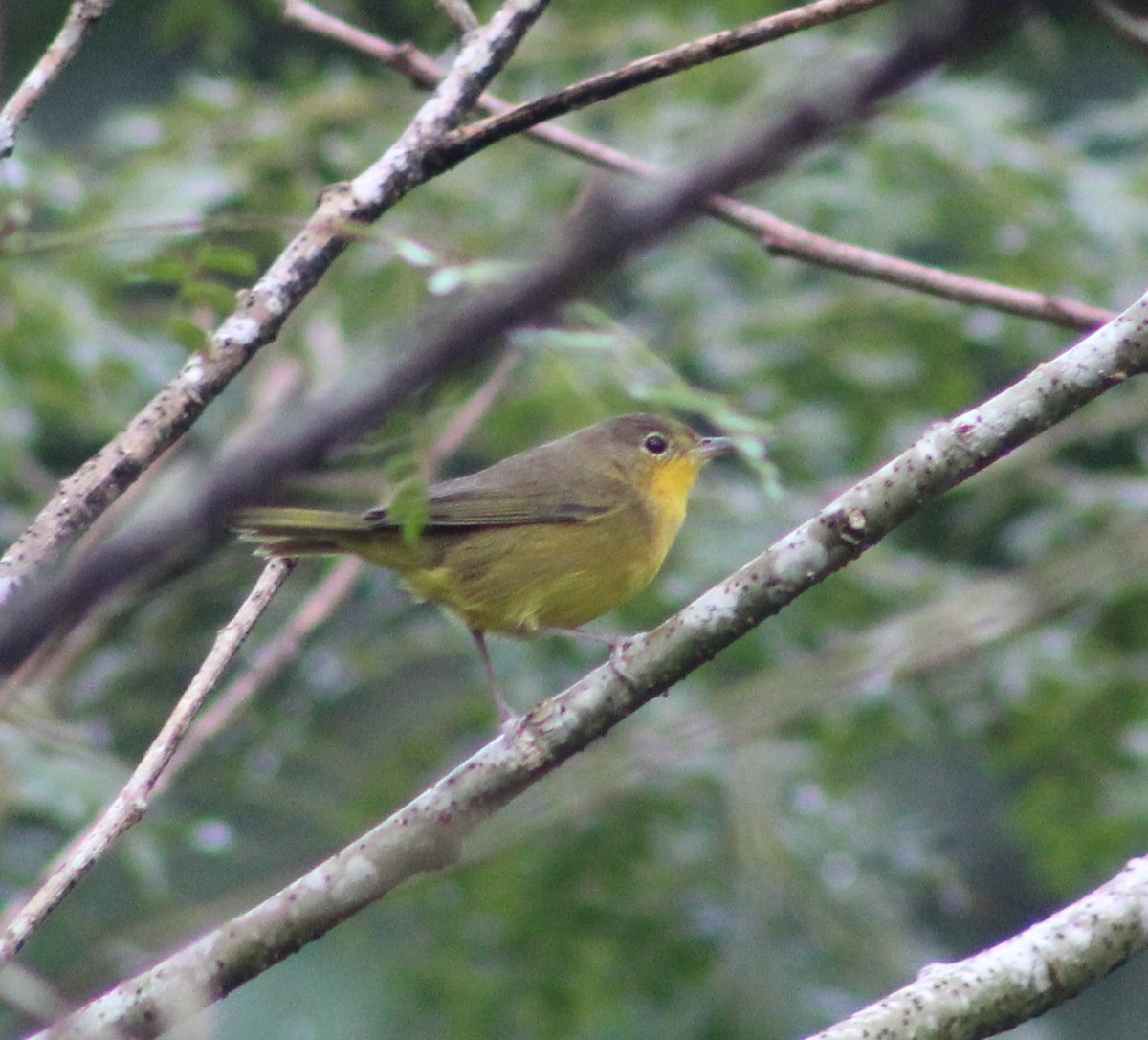 Southern Yellowthroat - Pedro Behne