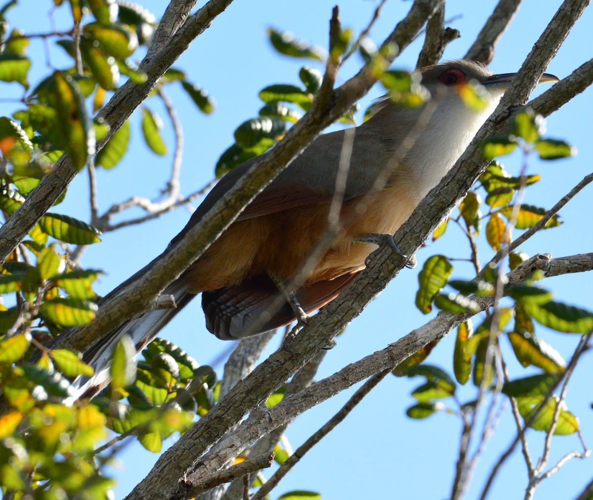 Great Lizard-Cuckoo - Wency Rosales