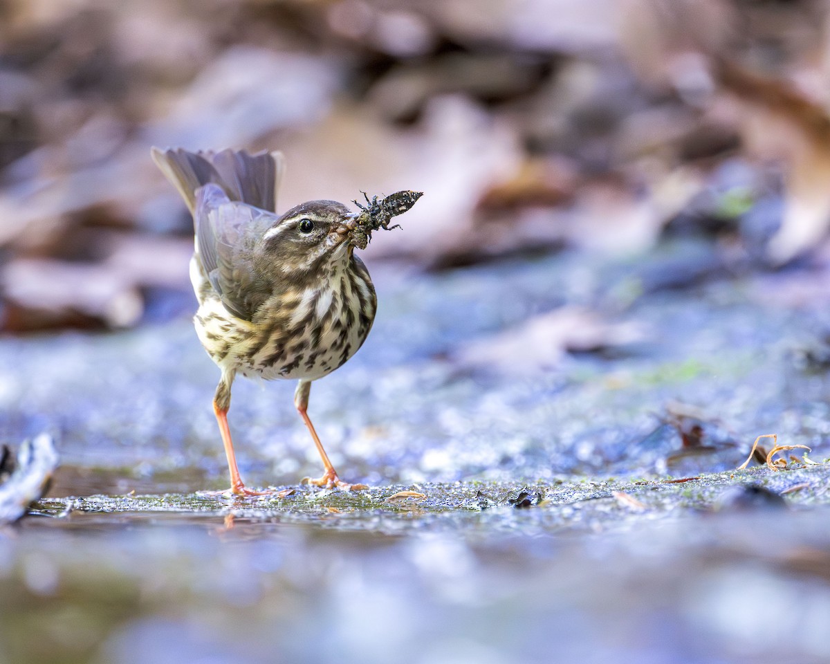 Louisiana Waterthrush - Ryan Shean